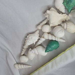 Sea Shells 22 coastal home decor real seashells white teal great condition